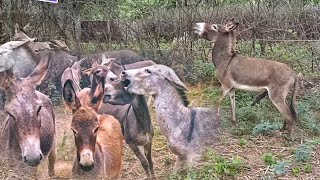 Donkeys are at my home |@HappyMonkeyy