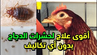 علاج القمل والفاش والحشرات عند الدجاج بـ العلاج السحري بعد تجربة وخبرة وداعا للحشرات في مكان الدجاج
