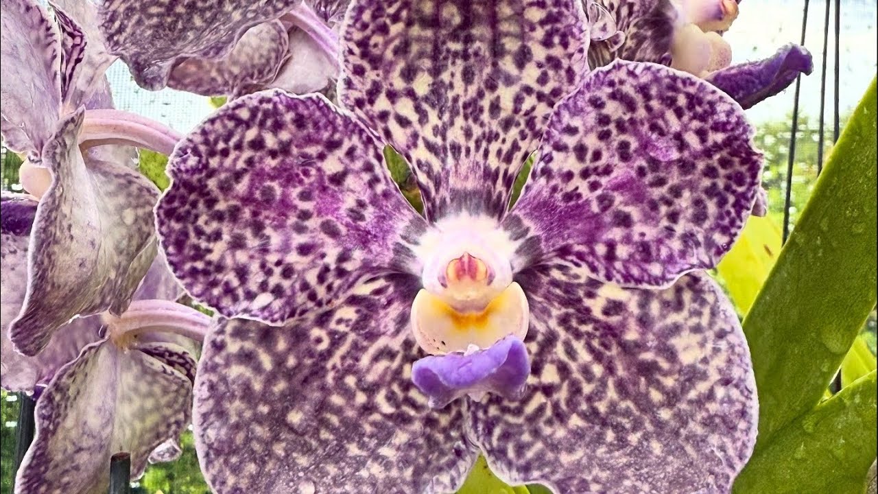 So Many Blooms!  Orchid collection Update!