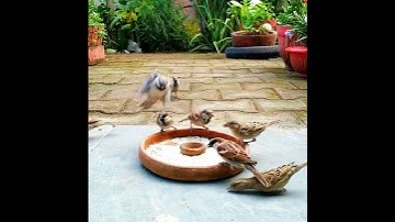 Sparrow birds eating food, stress relief video, satisfying video, wildlife #shorts #wildlife #birds
