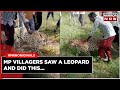 Viral video: Villagers harass and selfie with sick Leopard in Madhya Pradesh