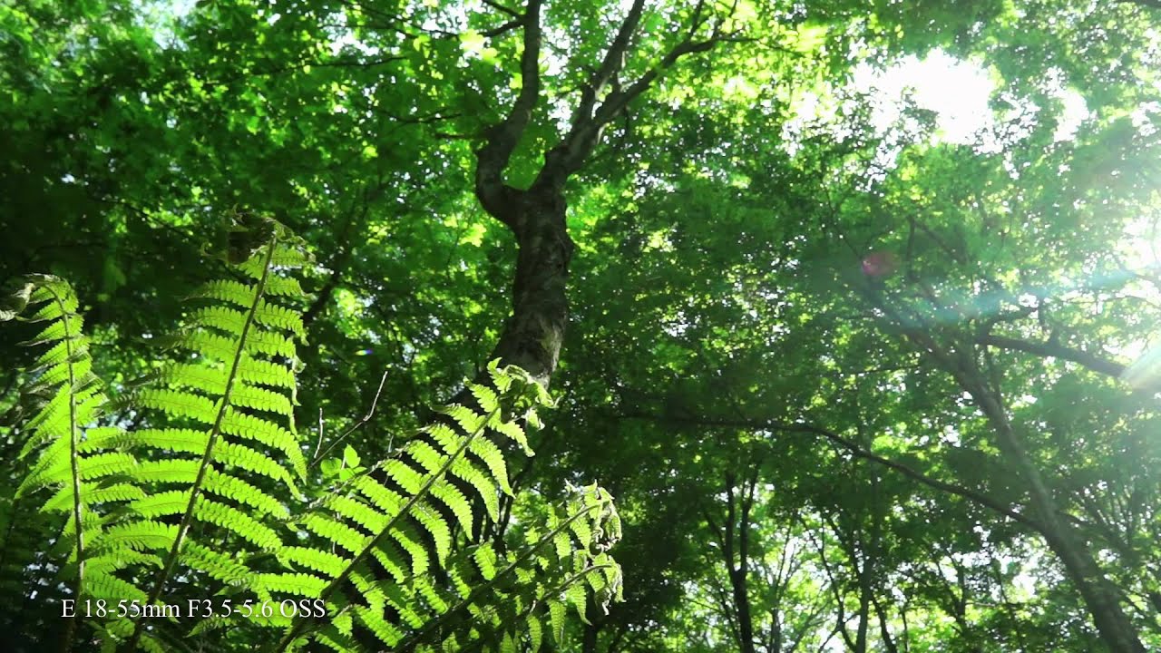 A Clock Video Light Forest Iii Captured With Nex 7 Shirakami Sanchi Japan Youtube