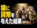 【閲覧注意】猿にお金を教えた実験が闇深すぎる（資本主義の起源）