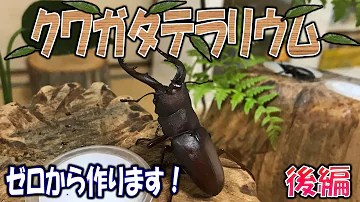 クワガタテラリウム日常