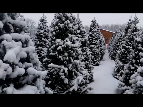 Vidéo: Combien de temps faut-il à un sapin pour germer ?