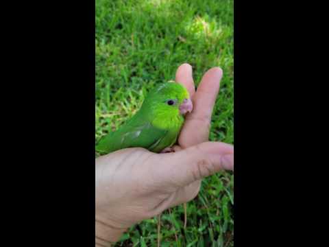 Gorgeous solid, light green parrotlet baby