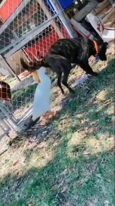 🤪Di sosor gk tuh pantat anjing wkwkwk       #ngakak  #lucu #viral #kocak #ngakakkocak