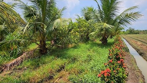 Tập 2003 : (Đã Bán)Vườn Dừa Tơ Đang Cho Trái 1.400M² - Giá 600 Triệu/1.000M² Chợ Gạo Tiền Giang