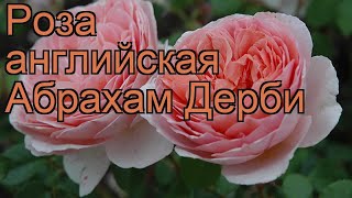 Роза парковая Абрахам Дерби (rose abraham darby) 🌿 обзор: как сажать, саженцы розы Абрахам Дерби