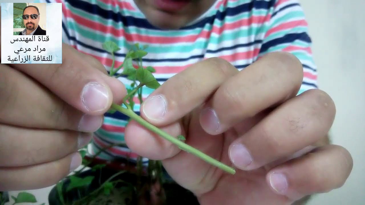 بطاطا حلوة طرق تكاثر ورى وتسميد والامراض sweet potato حلقة 74