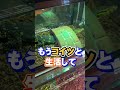 【想定外】オオトカゲがレンガの下敷きになってしまいました…#shorts