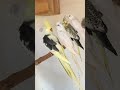 #viral #birds #video #pets #youtubeshorts #cockatiel #parrot #viravideo #shortvideo