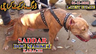 Saddar Dogs Market 11120 American Pit Bull Terrier German Shepherd Russian dog Updates Video