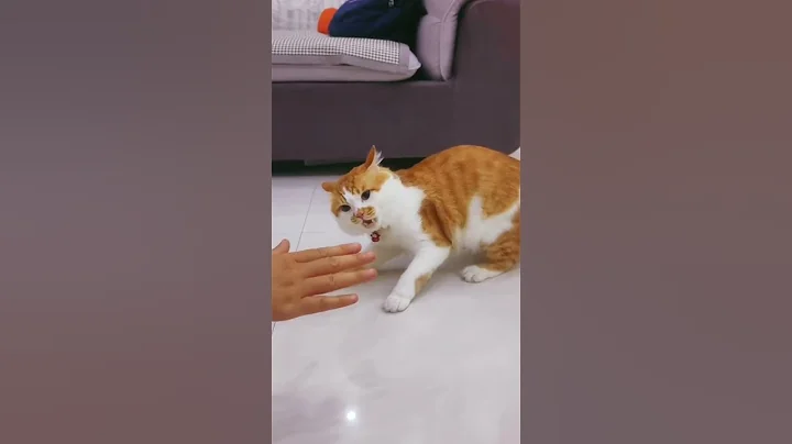 这年头，能动手的尽量别吵吵。猫咪的不服全写在脸上 中华田园猫 斤的猫斤的反骨 反骨猫 我和我的怨种猫咪 - 天天要闻