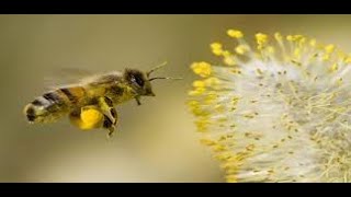 Kovanlarımdan Polen Toplama