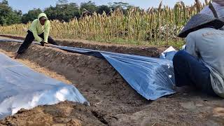 SMART INNOVATION TO INSTALL PLASTIC MULCH ON RAISED BEDS! - Agriculture farming