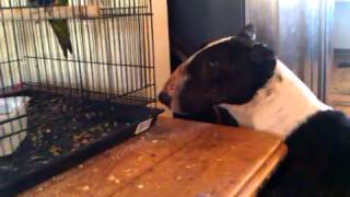 Roxy And Megamind, Bull Terrier And Rainbow Lorikeet