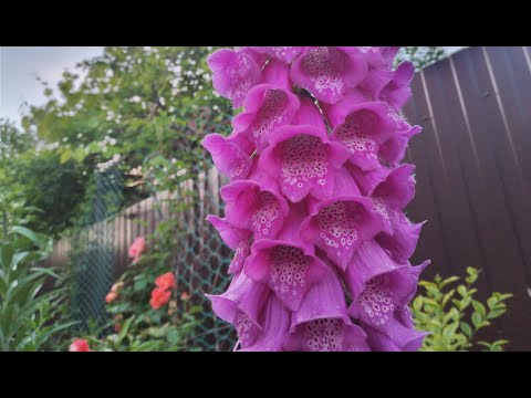 Видео: Вырастут ли растения наперстянки в горшках: как вырастить наперстянку в горшке