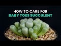 BEST TIPS | A GUIDE TO KEEP YOUR BABY TOE HEALTHY AND COMPACT | FENESTRARIA RHOPALOPHYLLA
