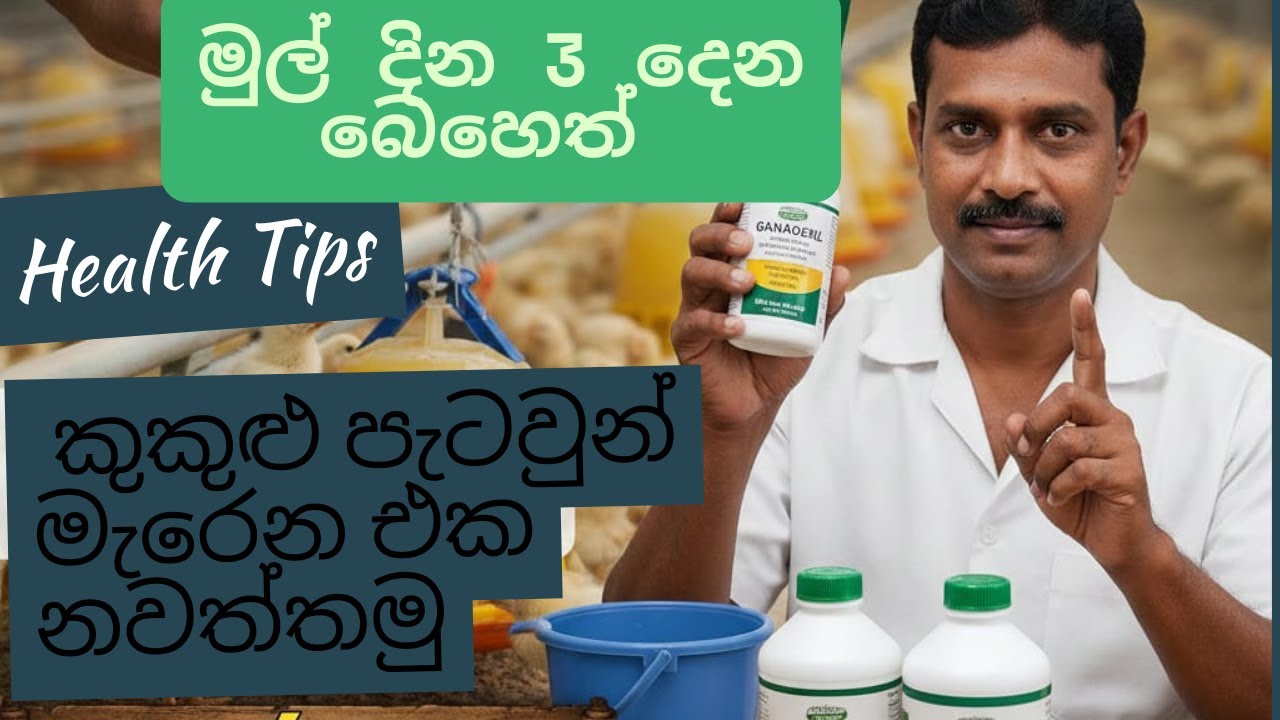 කුකුළු පැටවුන් මැරෙන එක නවත්තමු | මුල් දින 3 ප්‍රතිකාර | Ganadexil & Amoxicillin]