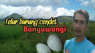 Menemukan sarang Cendet/pentet Banyuwangi di kebun jeruk.