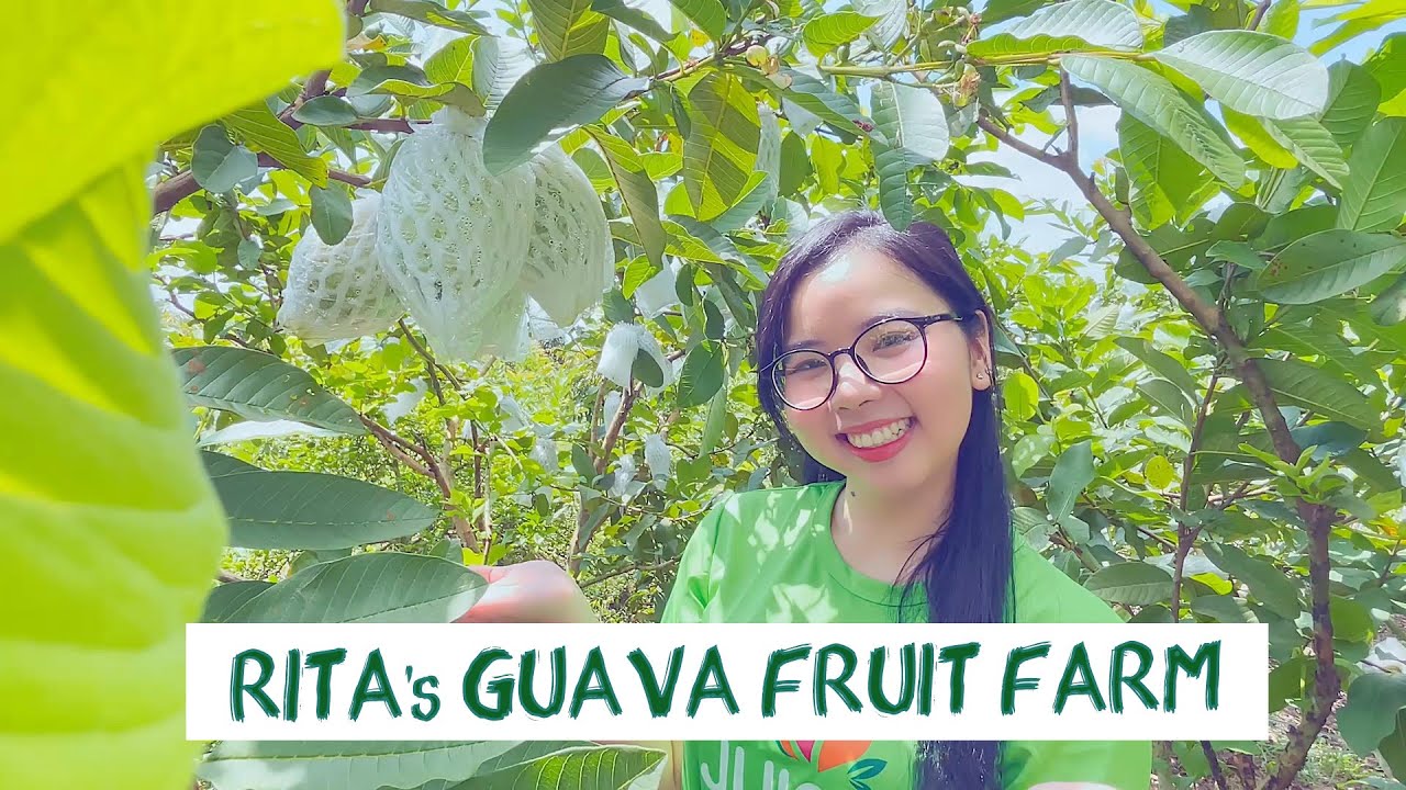 RITA Guava Farm – Where the Freshest Guavas Are Grown | RITA Beverage ...
