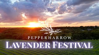Lavender in Full Bloom-Behind the Scenes of Our Biggest Weekend