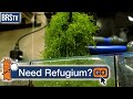 Is A Refugium NECESSARY Is A Refugium NECESSARY