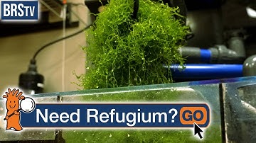 Is a Refugium NECESSARY?