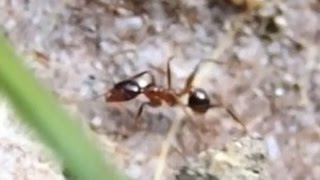 ◆冬場のアリ観察・活動再開◆＜＜野外の蟻の巣＞＞【蟻の巣・アリのコロニー・昆虫観察・自由研究】Ant colony Winter動画【働きアリ】