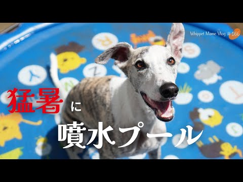 夏!噴水プールで犬と遊んでみたら大満足すぎた #166