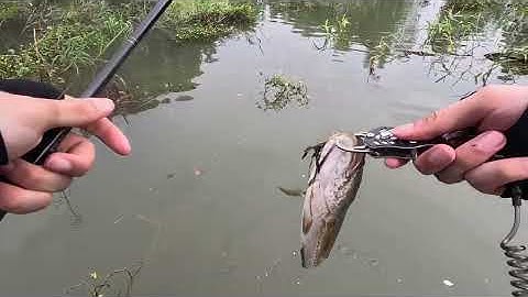 Câu lure cá lóc hồ Dầu Tiếng mùa nước lớn 2025 p3