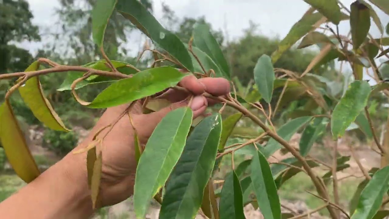 Mời Bà Con Tham Quan Vườn Nhé, Chúc Bà Con Luôn Có Nhiều Năng Lượng!