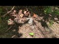 How to safely kill yellow jackets with the right tools #howto