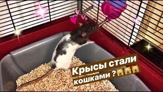 🐀Перестановка в клетке у крыс 🐀 🐀Перестановка в клетке у крыс 🐀