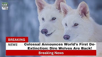 Colossal Announces World’s First De-Extinction: Dire Wolves Are Back!