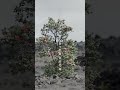 「涙する花」
