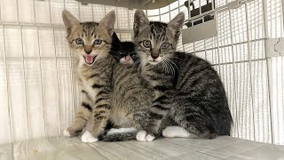 シャーを連発しながらもちゅーるの魔法にかかる新入り子猫【手袋親子#1】Newly arrived shelter kittens eating treats while intimidated.