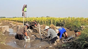 Kết Quả Khi Ra Đồng Tát Mương Bắt Cá Rô Non Về Rang muối Ăn Kèm Rau Sống #vợchồngmiềntâytv