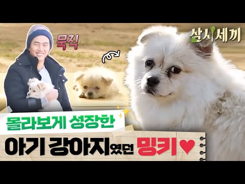 [#삼시세끼정선편] “이 느낌이 아니었는데?” 밍키의 폭풍 성장에 충격받은 옥택연ㅋㅋㅋ
