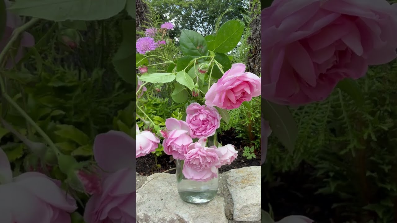 Watch My Personal Growing Review Of Climbing Rose Jasmina Korcentex Now Gardenerben