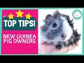 Guinea pig care made easy - guinea pig hub[review][scam][best
product][how to]