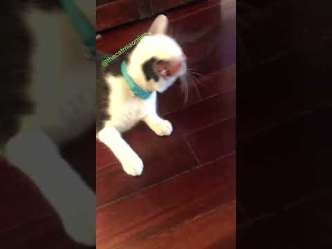 🔴 CAT MAKING