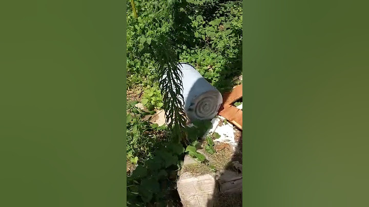 abused murdered dog by neighbor 6 hours after still cops/AC no show up