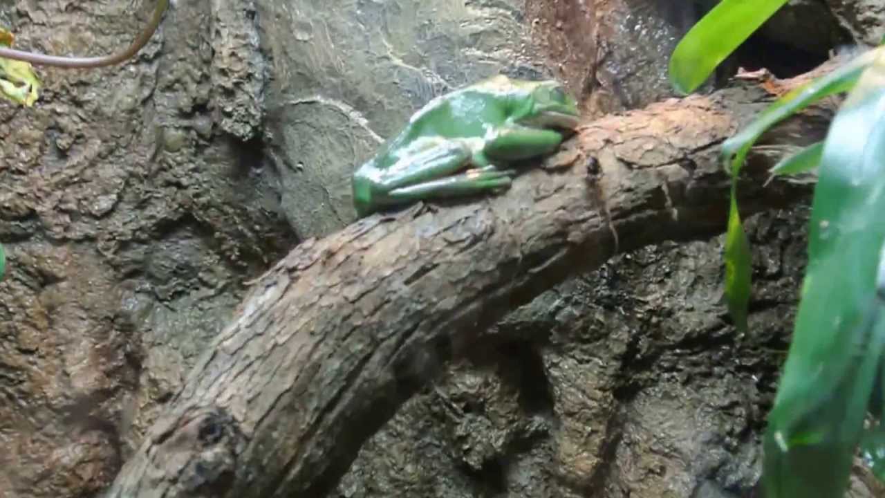 San Diego Zoo - Reptile House - YouTube