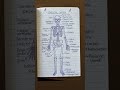 Human Skeletal System in 30 Seconds 🦴 | Full Body Diagram Explained #ytshorts#neet#education