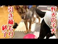 【子犬・子猫】野犬の群れからはぐれた子犬、引き籠もり終了