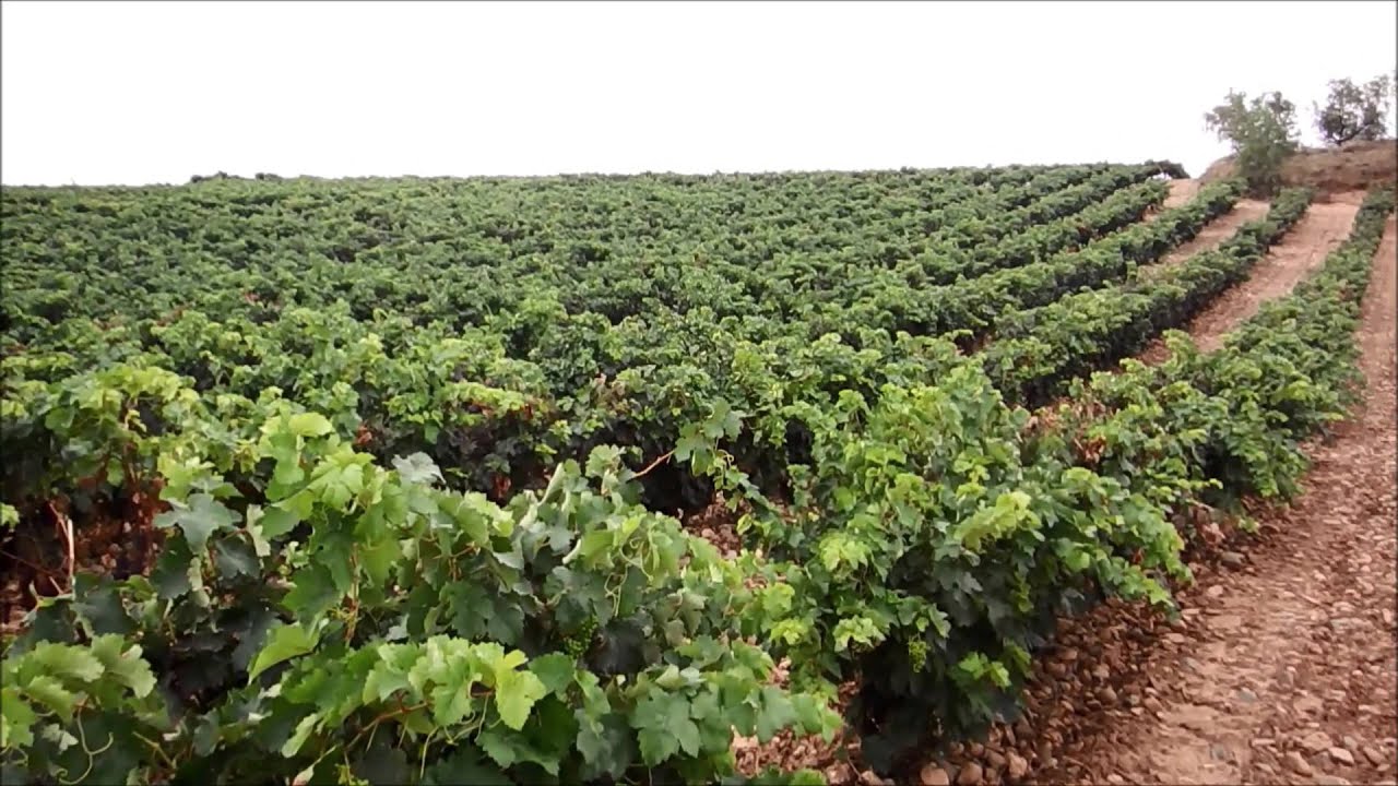 Camino de las huertas de Murillo | Rutas de senderismo en La Rioja