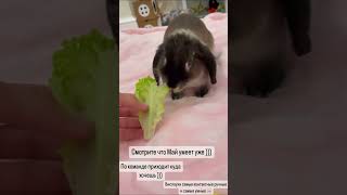 Оксана Самойлова Май самый умный кролик 🐰