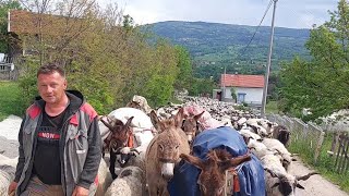 NOMADI SA PREKO 2000 OVACA KRENULI NA DALEKI PUT ZA GLAMOČ